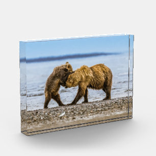 Coastal brown bears photo block