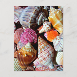 Coastal Colorful Seashells Nautical Beach Pattern Postcard