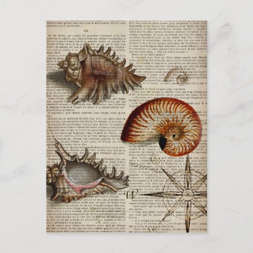 coastal conch vintage seashell botanical print postcard