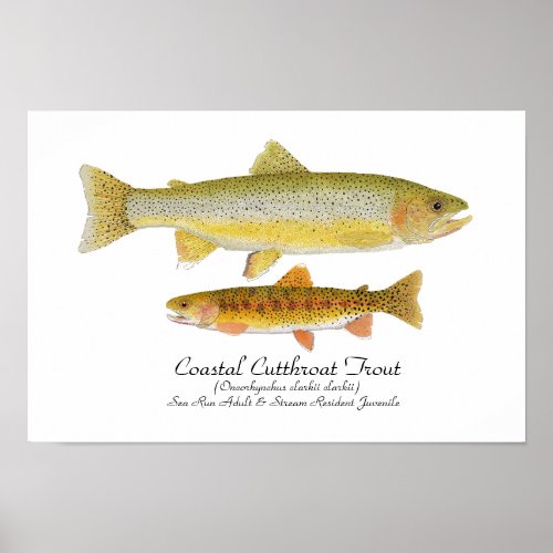 Coastal Cutthroat Trout Art Poster