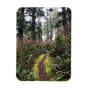 Coastal Forest Loop Trail, Cape Disappointment, WA Magnet