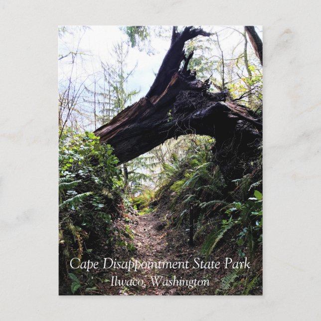 Coastal Forest Loop Trail, Cape Disappointment, WA Postcard (Front)