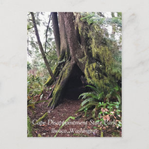 Coastal Forest Loop Trail, Cape Disappointment, WA Postcard