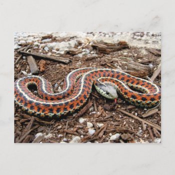 Coastal Garter Snake Postcard by thecoveredbridge at Zazzle
