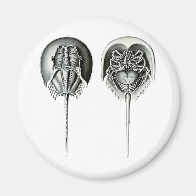 Coastal Horseshoe Crab Magnet (Front)