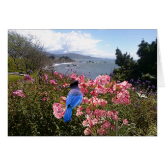 Coastal Jay Cards