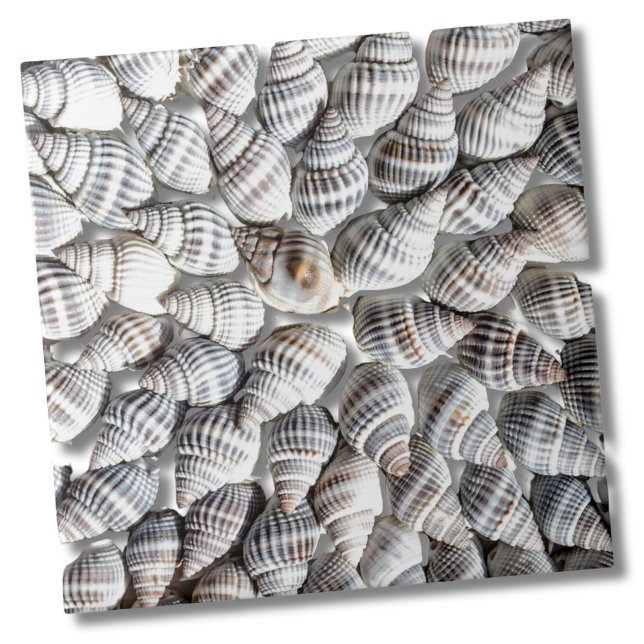 Coastal Ocean Sea Shell Pattern Ceramic Tile (Abstract Seashell Starburst Nautical Beach House Ceramic Tile)