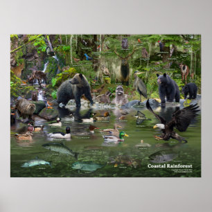 Coastal Rainforest iD Poster