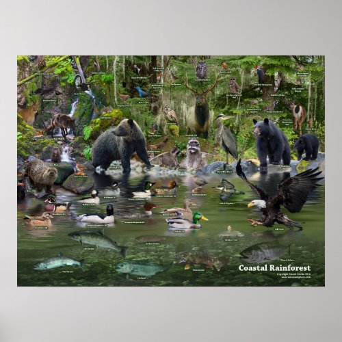 Coastal Rainforest iD Poster