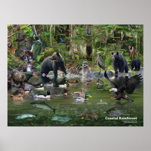 Coastal Rainforest identification Poster (Front)