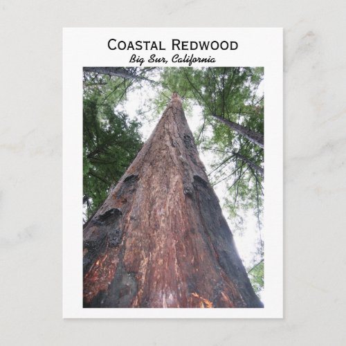 Coastal Redwood _ Big Sur California Postcard