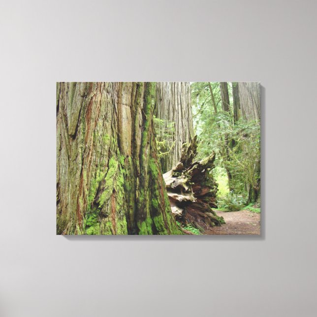 Coastal Redwood Trees Canvas Prints Forests (Front)