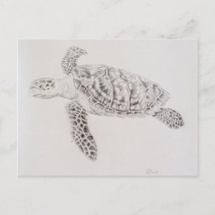 Coastal Sea Turtle Drawing Postcard