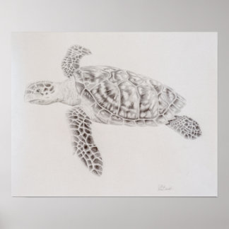 Coastal Sea Turtle Drawing Poster