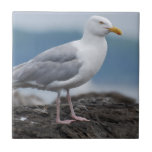 Coastal Seagull Ceramic Tile