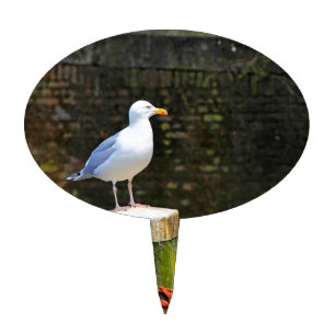 Coastal Seagull Photography Cake Topper