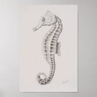 Coastal Seahorse Drawing Poster