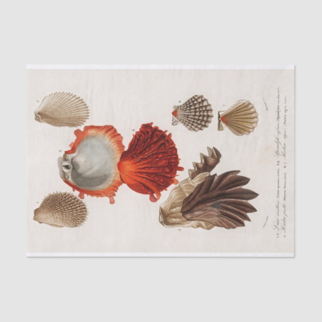 coastal seashell watercolor  tissue paper (Front)