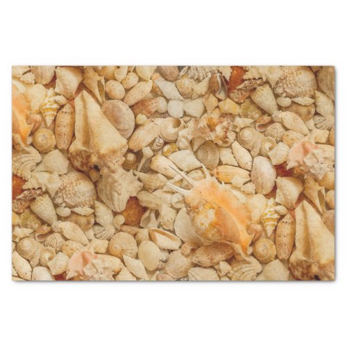 Coastal Seashells Photo Tissue Paper