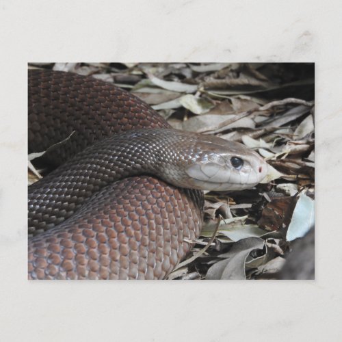 Coastal Taipan Postcard