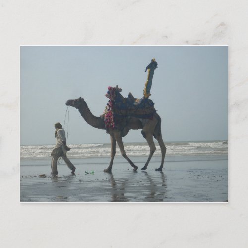 Coastal tribal Camel Postcard