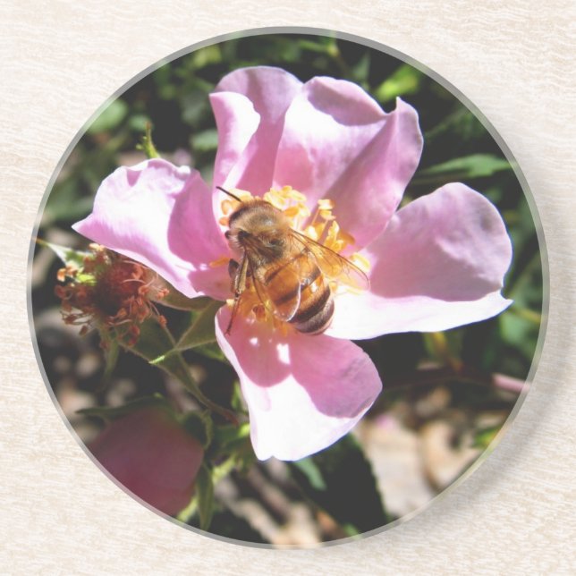 Coaster - Bee on a wild rose (Front)