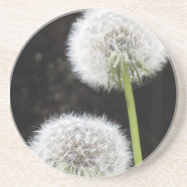 Coaster - Dandelions (Front)