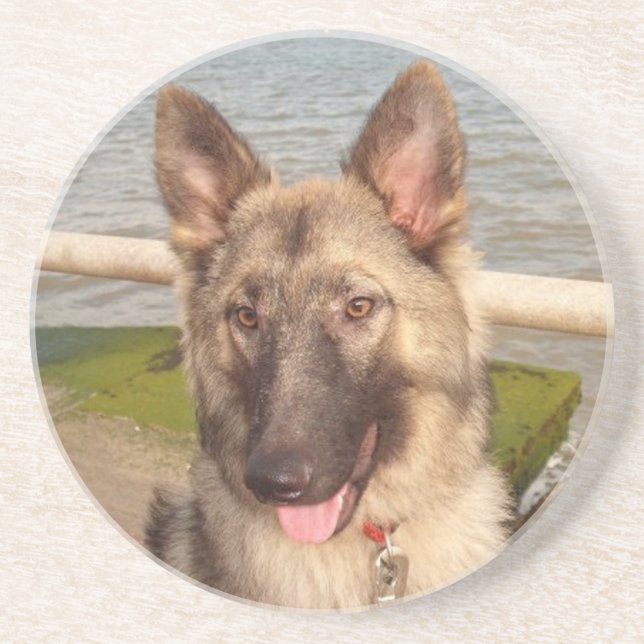 Coaster German Shepherd (Front)