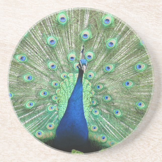Coaster - Peacock (Front)