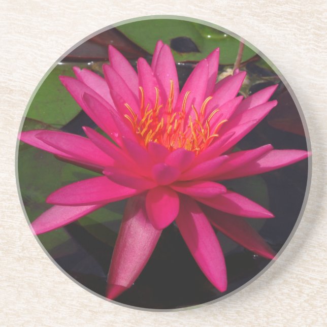 Coaster - pink water lily (Front)