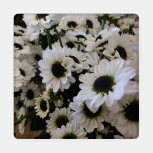 Coaster Set - Black & White Daisies