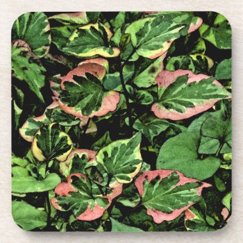 Coaster Set  Chameleon Plant/green And Pink Leaves by whatawonderfulworld at Zazzle