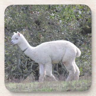 Coaster set - White Alpaca