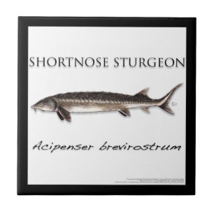 COASTER - STURGEON FISH SHORTNOSE - acigifts@yahoo