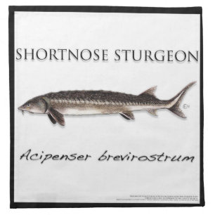 COASTER - STURGEON FISH SHORTNOSE - acigifts@yahoo Cloth Napkin