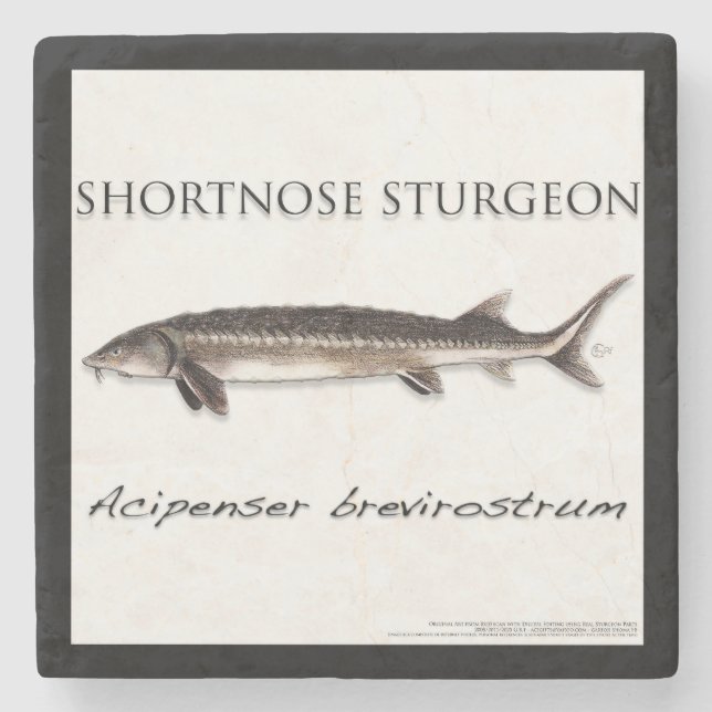 COASTER - STURGEON SHORTNOSE - acigifts@yahoo.com (Front)