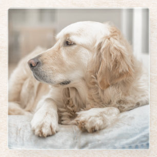 Coaster with portrait of Golden Retriever