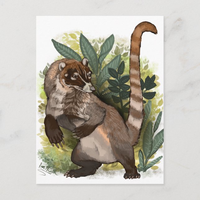 Coatamundi or White Nosed Coati Postcard (Front)