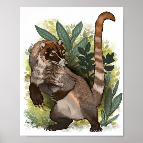 Coatamundi or White Nosed Coati Poster