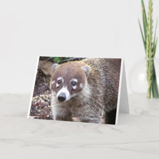 Coati Greeting Card