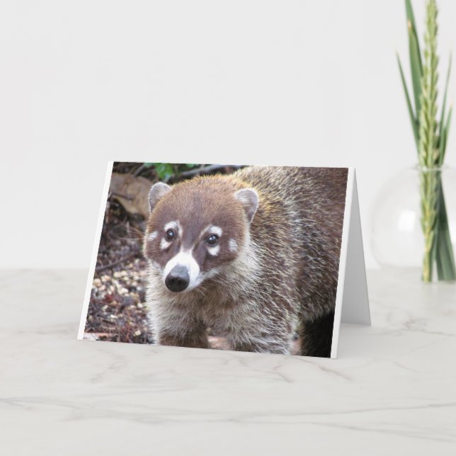 Coati Greeting Card (Front)