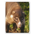 Coati Temporary Tattoos