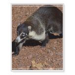 Coati Temporary Tattoos