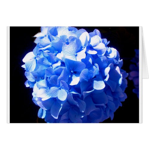 Cobalt blue floral elegant blue hydrangeas 