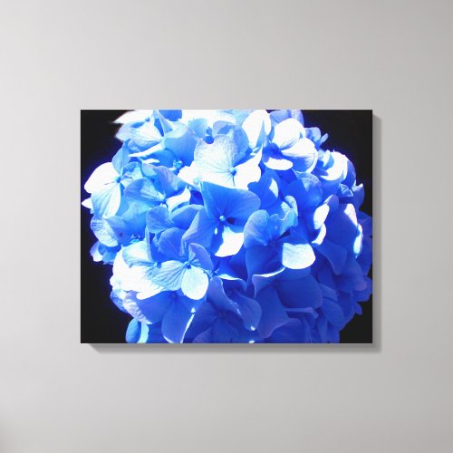 Cobalt blue floral elegant blue hydrangeas  canvas print