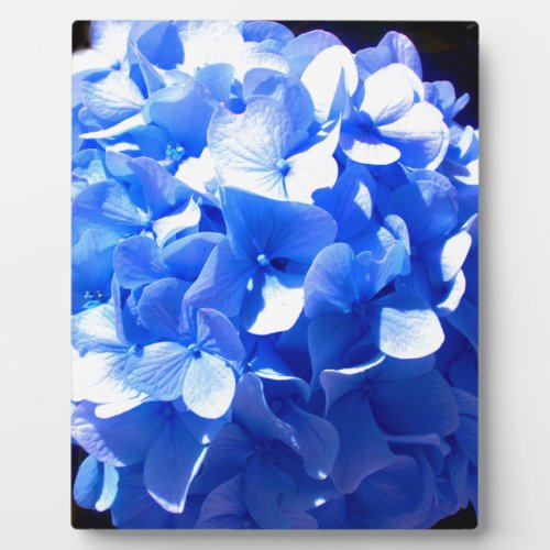 Cobalt blue floral elegant blue hydrangeas  plaque