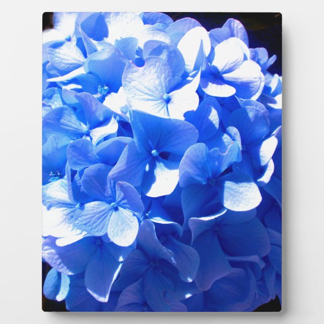 Cobalt blue floral elegant blue hydrangeas  plaque (Front)