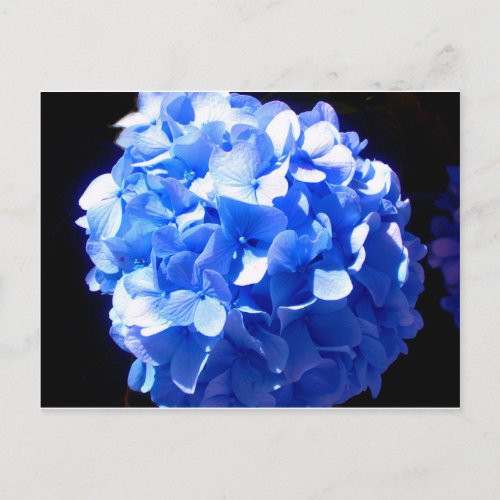 Cobalt blue floral elegant blue hydrangeas  postcard