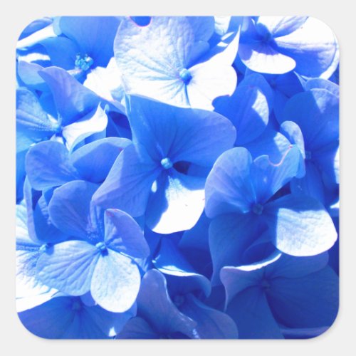 Cobalt blue floral elegant blue hydrangeas  square sticker