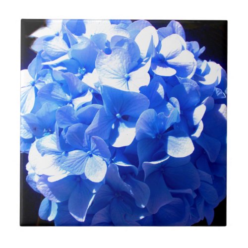 Cobalt blue floral elegant blue hydrangeas  tile